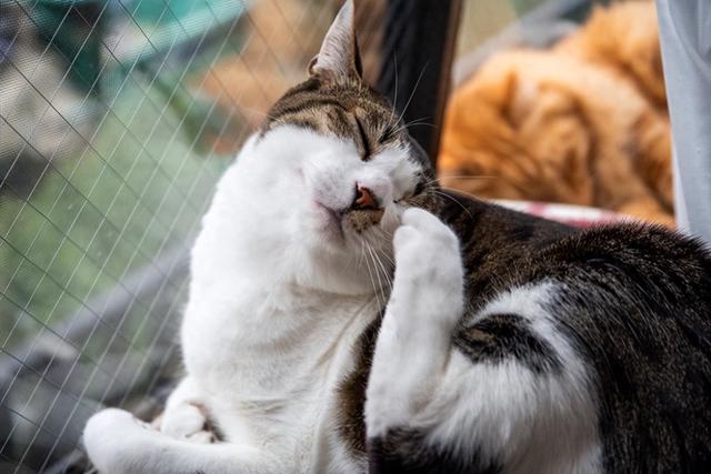 猫结膜炎：爱猫的眼睛问题及应对方法