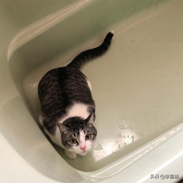 想让猫咪的心情更加舒畅的话，铲屎官不妨试试这五条养猫小技巧