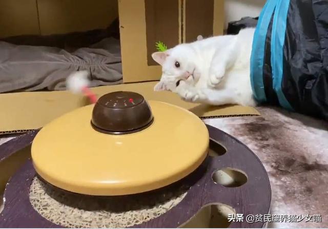 见过大世面的小猫咪，对逗猫棒完全没有兴趣，还是野麻雀好玩