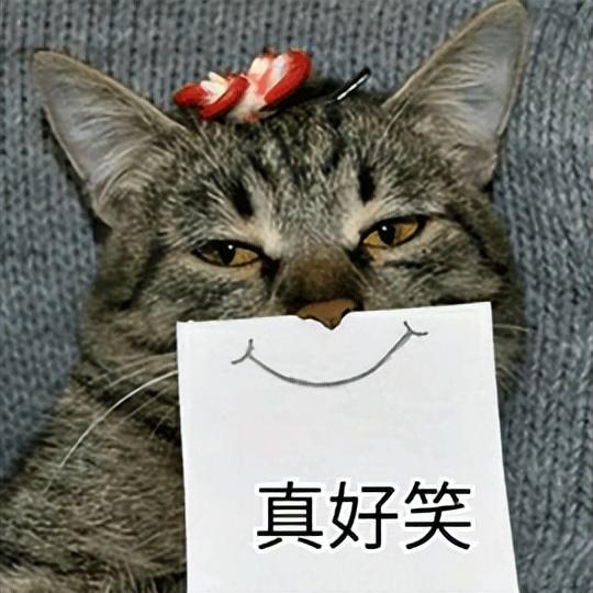 人阳了，会传染给猫吗？猫感染了要怎么办？你想知道的，都在这里