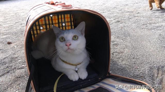 见过大世面的小猫咪，对逗猫棒完全没有兴趣，还是野麻雀好玩