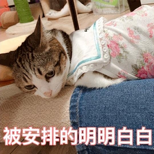 人阳了，会传染给猫吗？猫感染了要怎么办？你想知道的，都在这里