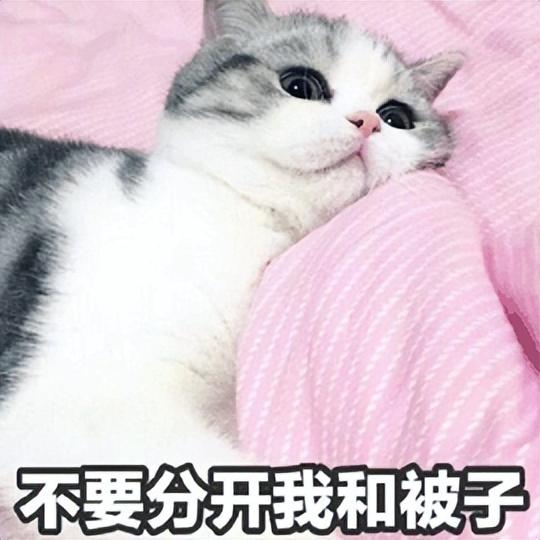 人阳了，会传染给猫吗？猫感染了要怎么办？你想知道的，都在这里