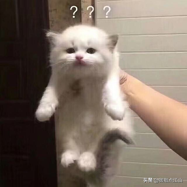 你是合格的猫奴吗？论养猫，你可能不如古人