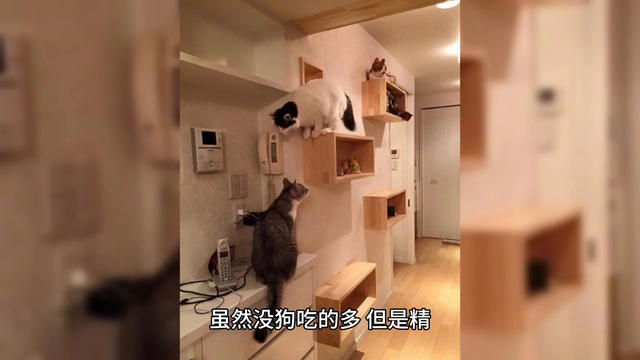 养猫和养狗，我觉得养猫更费钱，你觉得呢#养猫人