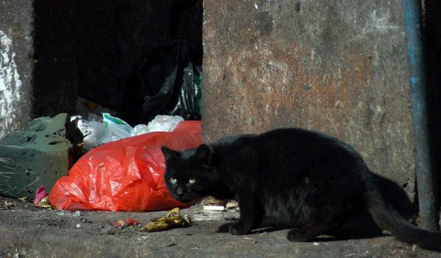 “不想养猫后，我故意打开了家门”