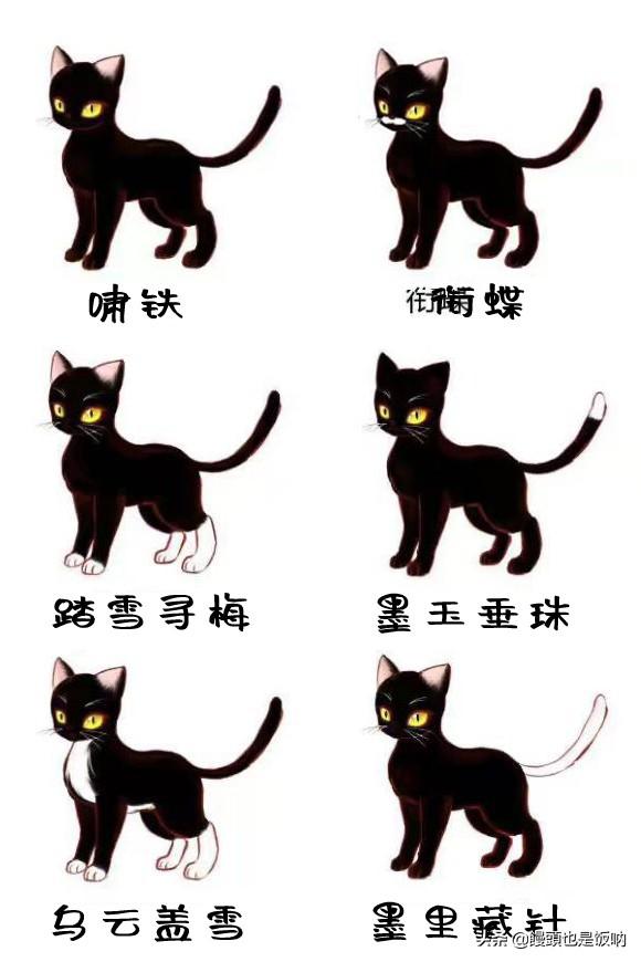 临清狮子猫的的介绍、饲养、护理和其他注意事项