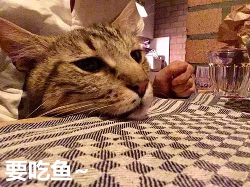 想养宠却在纠结养猫还是养狗？不妨来看看这两种截然不同的生活