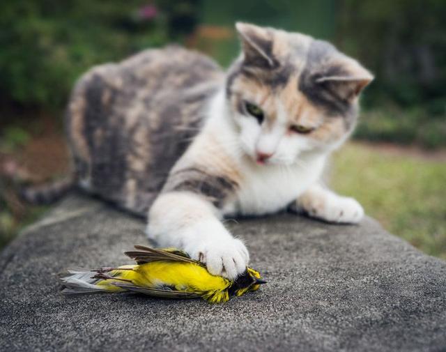 保护生态，也是保护猫咪！新西兰小镇全面禁止猫咪