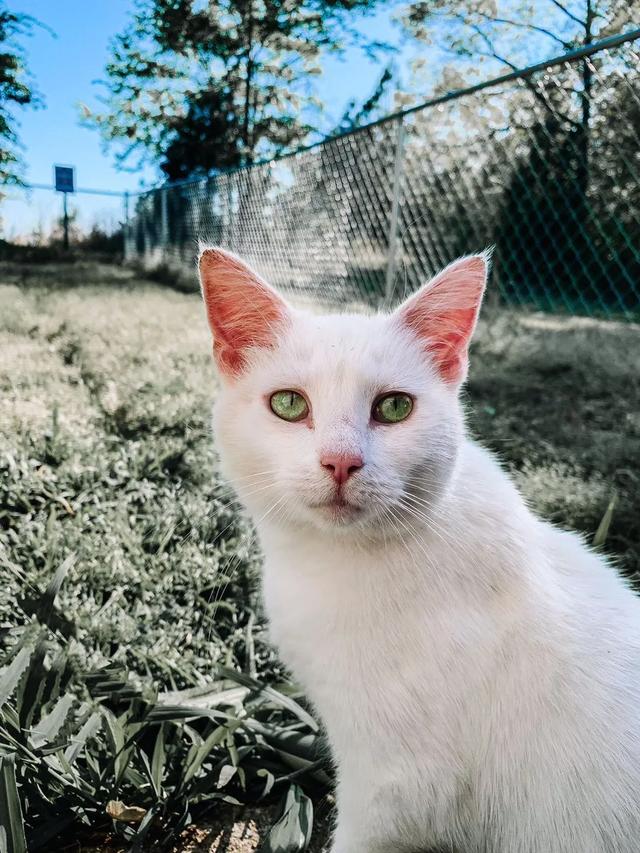 怀孕的流浪猫被收养后，竟然和女主人同时生娃…太有爱了吧