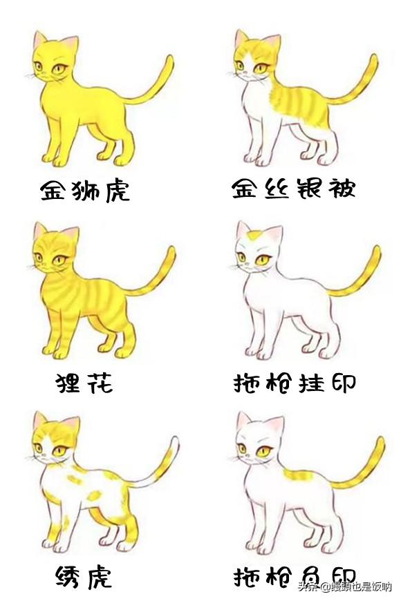 临清狮子猫的的介绍、饲养、护理和其他注意事项