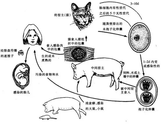 怀孕到底能不能养猫狗？会导致流产或畸形吗？答案全在这里