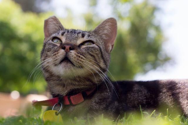 保护生态，也是保护猫咪！新西兰小镇全面禁止猫咪