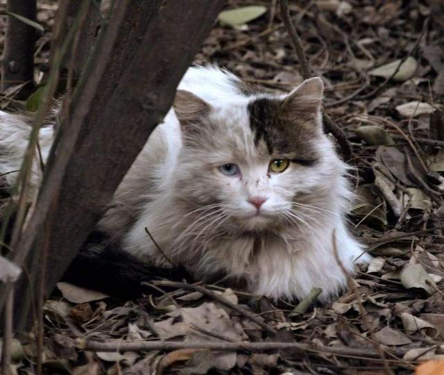 “不想养猫后，我故意打开了家门”