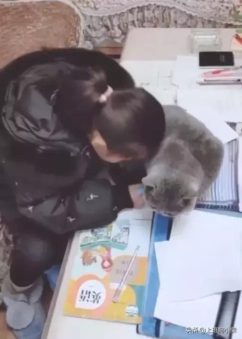 千万别让孩子养猫，因为真的太耽误孩子的学习了