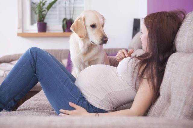 辟谣，怀孕要远离猫！做好这5点怀孕也可以和猫和平相处