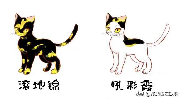 临清狮子猫的的介绍、饲养、护理和其他注意事项