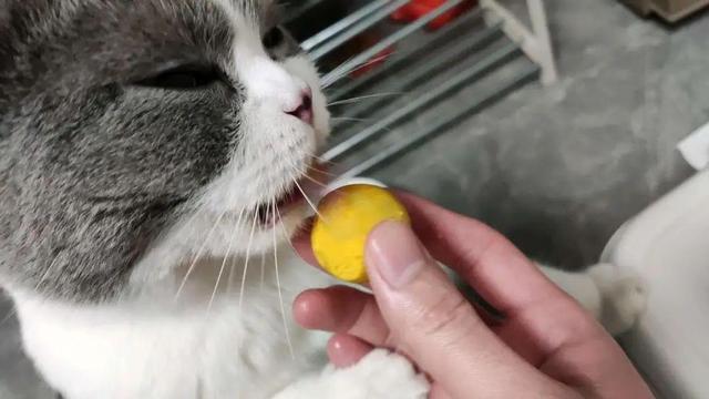 猫咪除了猫粮，最适合吃的7种“人食”，现在知道也不迟