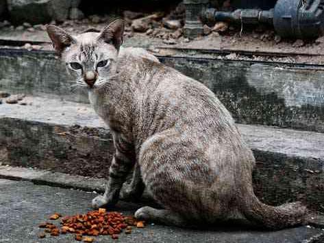 保护生态，也是保护猫咪！新西兰小镇全面禁止猫咪