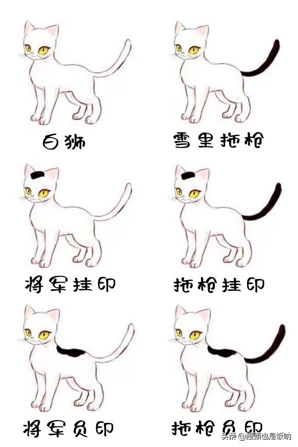 临清狮子猫的的介绍、饲养、护理和其他注意事项