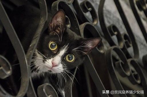 这10种养猫常用药，能解决养猫家庭80%的问题，收藏备查