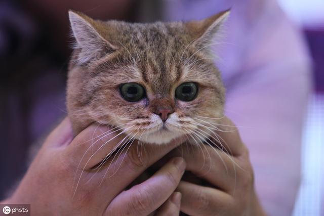 领养一只猫，如何找到靠谱的领养渠道