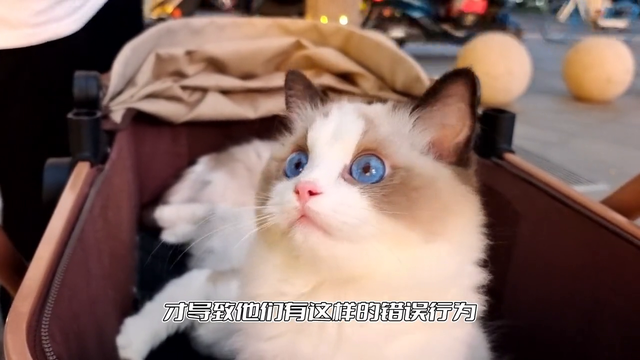 猫咪总是抓人咬人怎么办？看完你就知道啦#新手养猫