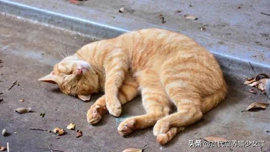 这10种养猫常用药，能解决养猫家庭80%的问题，收藏备查