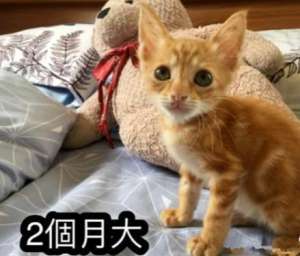 父母不让养猫(老妈明确拒绝养猫，隔段时间后却变了个人：这脸打得疼不疼呀？)