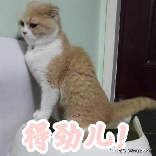 这10种养猫常用药，能解决养猫家庭80%的问题，收藏备查