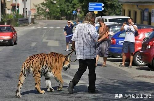 养猫养狗什么的都过时了？有一种养宠物，叫迪拜人养宠物