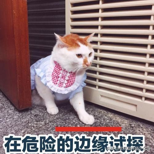 这10种养猫常用药，能解决养猫家庭80%的问题，收藏备查