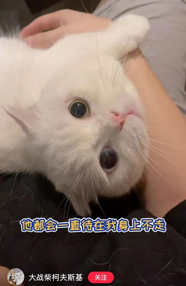 什么样的户型更适合养猫