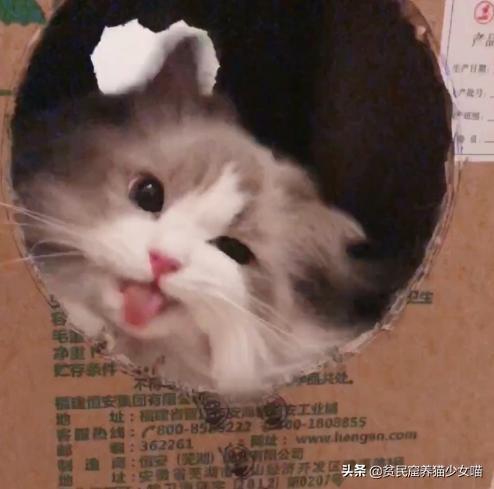 这10种养猫常用药，能解决养猫家庭80%的问题，收藏备查