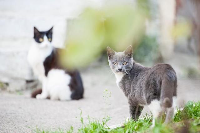 保护生态，也是保护猫咪！新西兰小镇全面禁止猫咪