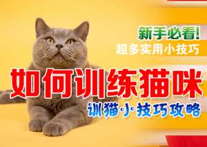 如何养猫如何训练猫(如何训练猫咪？掌握这些训猫小技巧你也可以拥有乖巧懂事的猫咪)