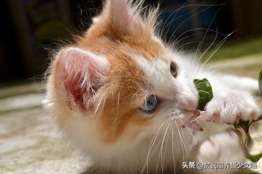 新晋猫奴手册，养猫前要了解的5件事，让你养猫少走弯路