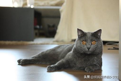 新晋猫奴手册，养猫前要了解的5件事，让你养猫少走弯路