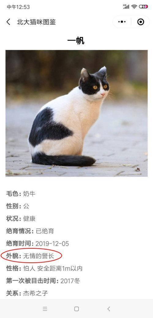 北大学生为流浪猫建档，连“叫声”都能一键获取