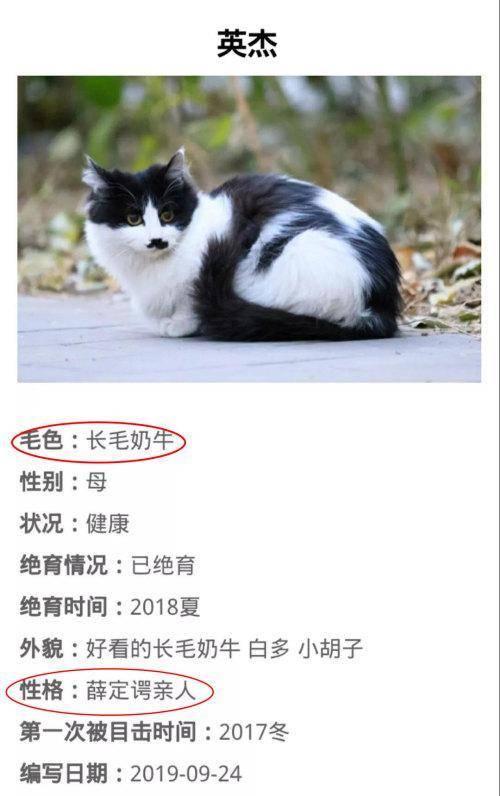 北大学生为流浪猫建档，连“叫声”都能一键获取