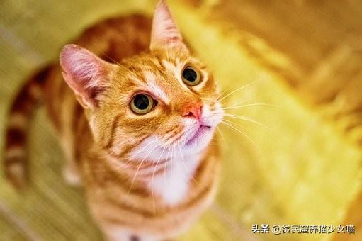 新晋猫奴手册，养猫前要了解的5件事，让你养猫少走弯路