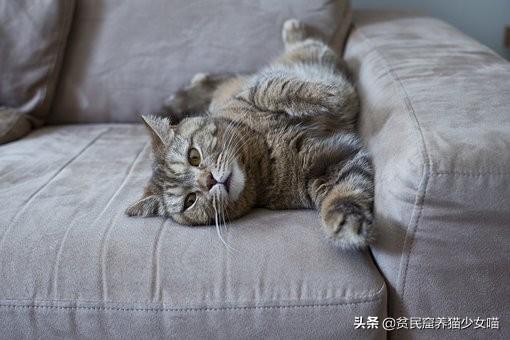 新晋猫奴手册，养猫前要了解的5件事，让你养猫少走弯路