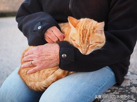 新晋猫奴手册，养猫前要了解的5件事，让你养猫少走弯路