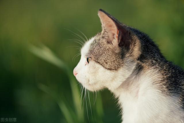 我的第一本养猫书