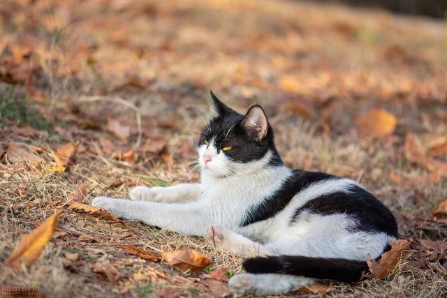 我的第一本养猫书