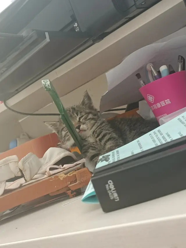 新手养猫需不需要猫窝？铲屎官：我家猫一次都没睡过