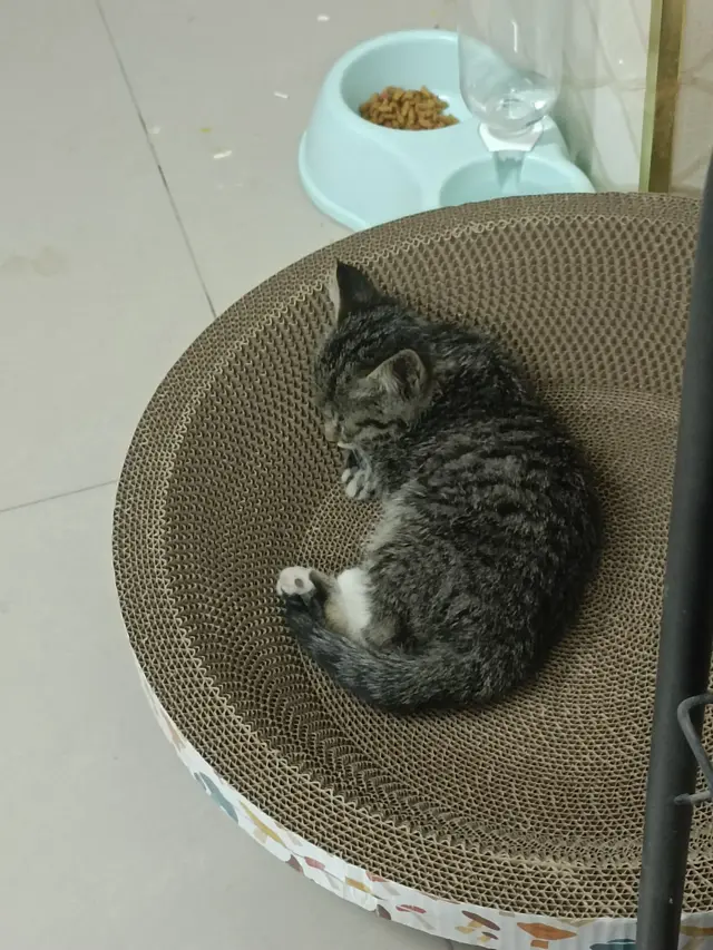 新手养猫需不需要猫窝？铲屎官：我家猫一次都没睡过