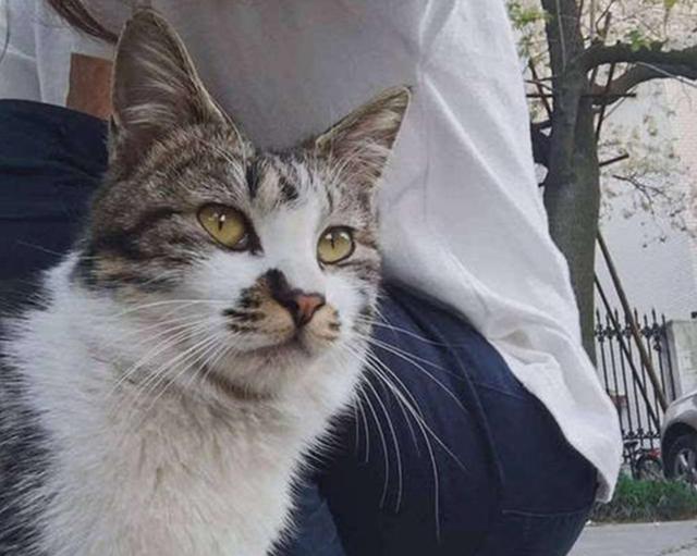 男子在窗外安装楼梯，引来几十只流浪猫，甚至还有猫咪拍窗户求粮