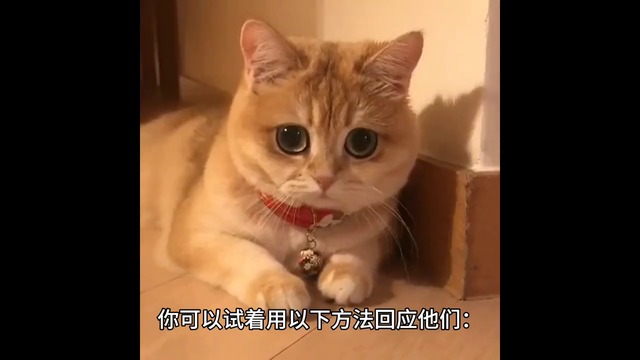 如何劝说家人养猫？