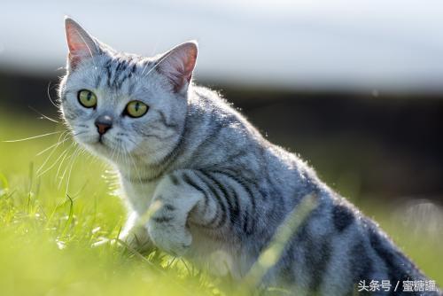 引发哮喘是猫咪惹的祸？为什么哮喘患者不能养猫？